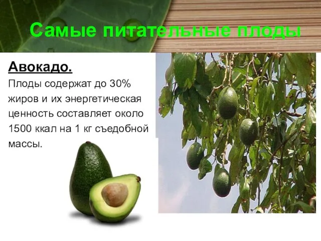 Самые питательные плоды Авокадо. Плоды содержат до 30% жиров и
