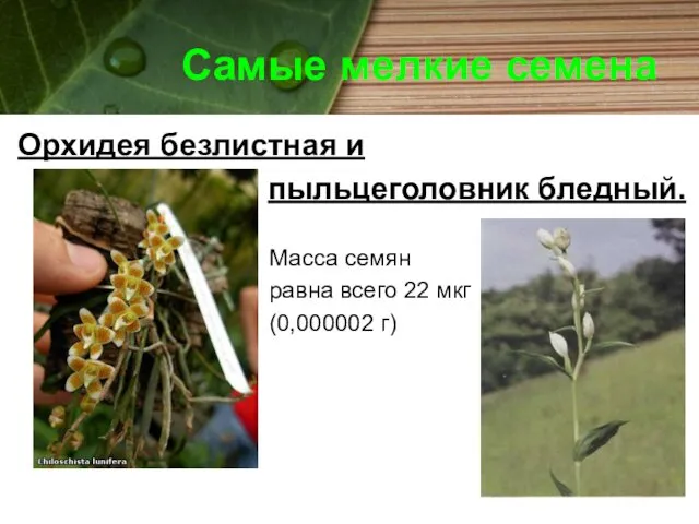 Самые мелкие семена Орхидея безлистная и пыльцеголовник бледный. Масса семян равна всего 22 мкг (0,000002 г)
