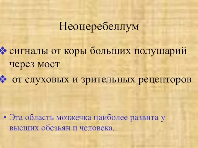 Неоцеребеллум сигналы от коры больших полушарий через мост от слуховых