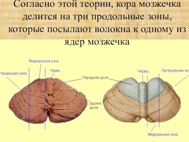 Согласно этой теории, кора мозжечка делится на три продольные зоны,