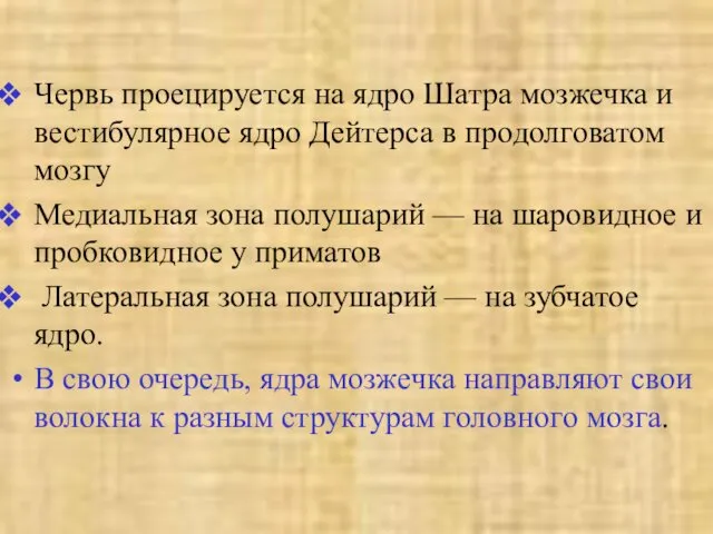 Червь проецируется на ядро Шатра мозжечка и вестибулярное ядро Дейтерса