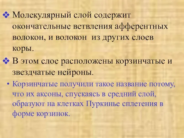 Молекулярный слой содержит окончательные ветвления афферентных волокон, и волокон из