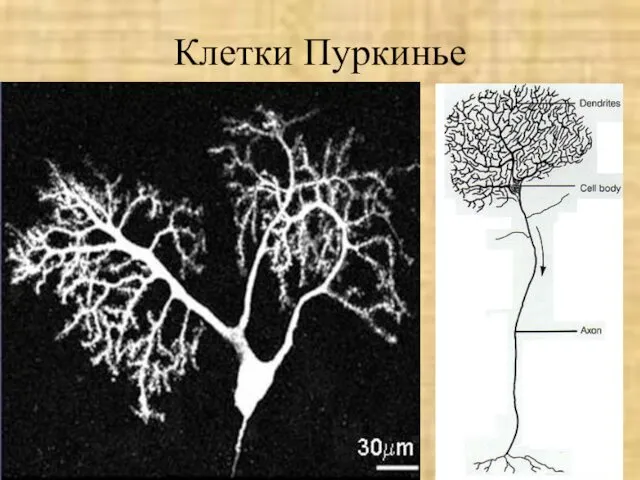 Клетки Пуркинье