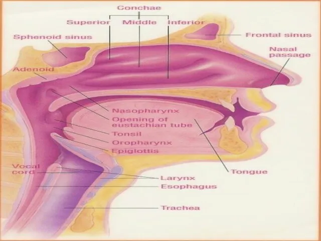 Anatomy Lateral View of Sinuses