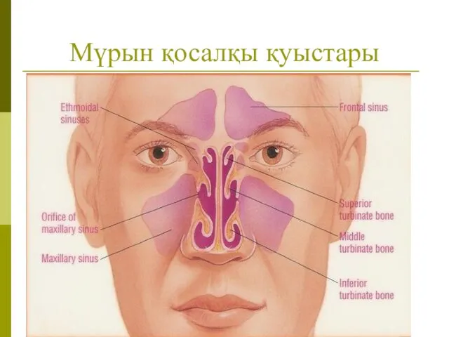 Мүрын қосалқы қуыстары Paranasal Sinuses