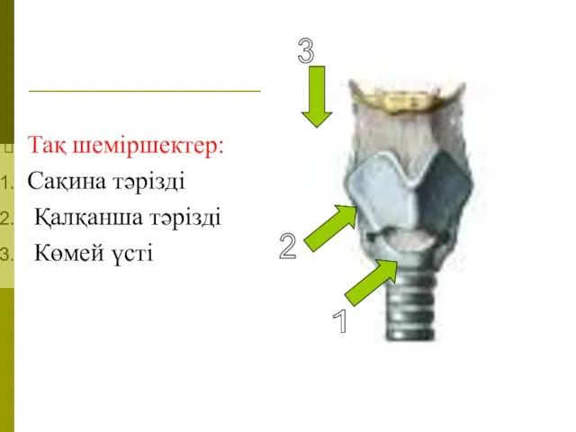 Тақ шеміршектер: Сақина тәрізді Қалқанша тәрізді Көмей үсті 1 2 3