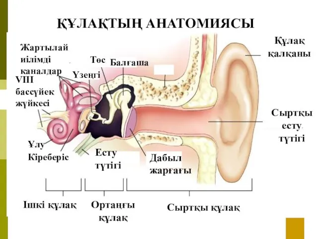 ҚҰЛАҚТЫҢ АНАТОМИЯСЫ Ішкі құлақ Ортаңғы құлақ сы Сыртқы құлақ Сыртқы