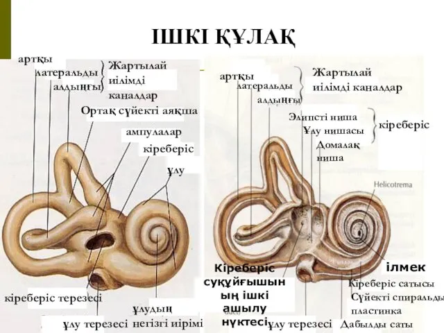 ІШКІ ҚҰЛАҚ артқы латеральды алдыңғы Жартылай иілімді каналдар ампулалар кіреберіс