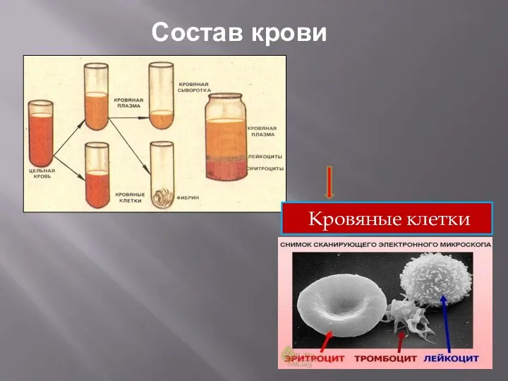 Состав крови Кровяные клетки