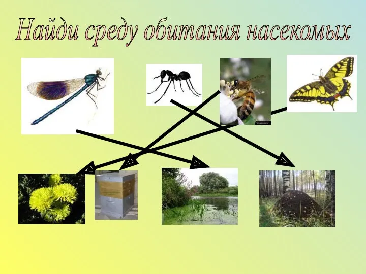 Найди среду обитания насекомых