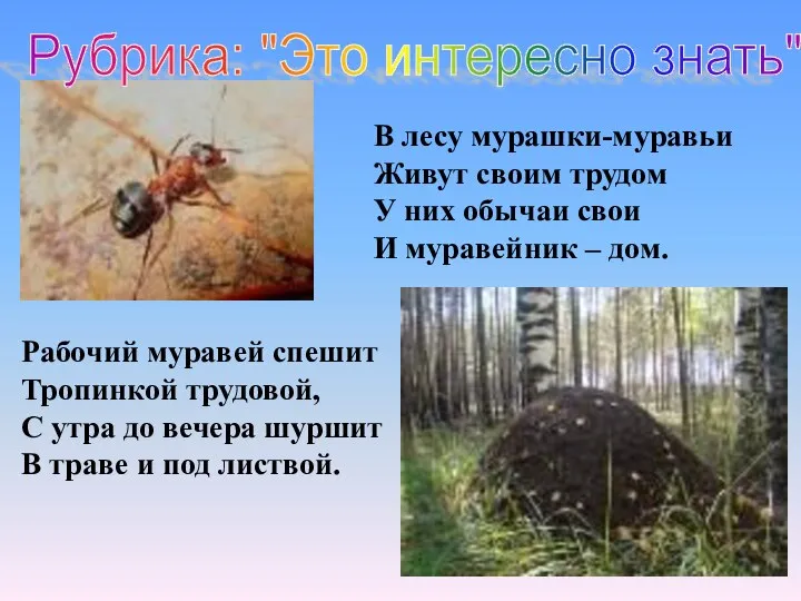 Рубрика: "Это интересно знать" В лесу мурашки-муравьи Живут своим трудом У них обычаи