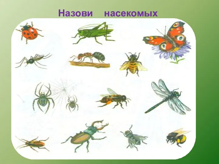 Назови насекомых