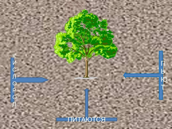 ПИТАЮТСЯ ПЬЮТ КИСЛО РОД