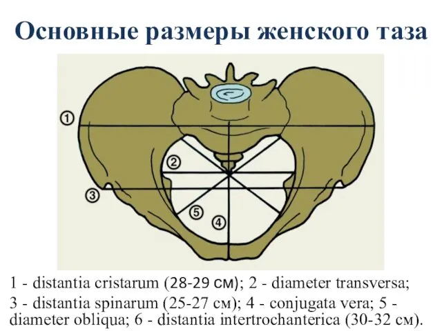 Основные размеры женского таза 1 - distantia cristarum (28-29 см);