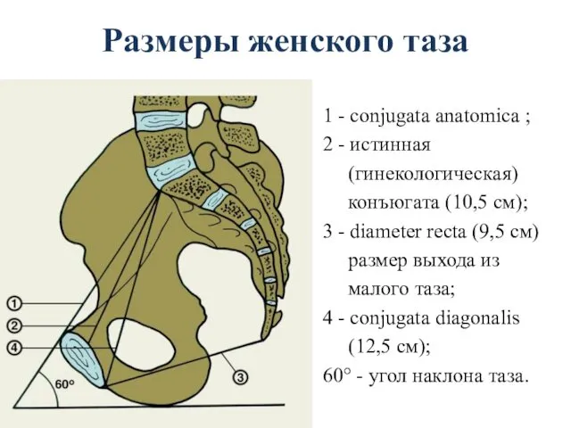 Размеры женского таза 1 - conjugata anatomica ; 2 -