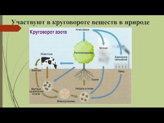 Участвуют в круговороте веществ в природе