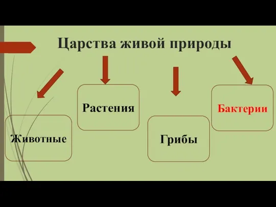 Царства живой природы Животные Растения Грибы Бактерии