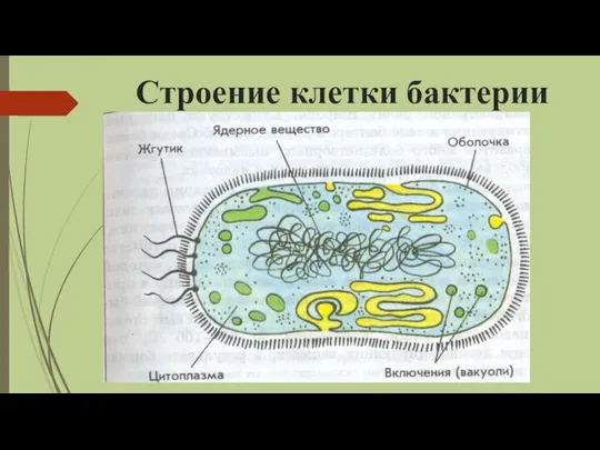 Строение клетки бактерии