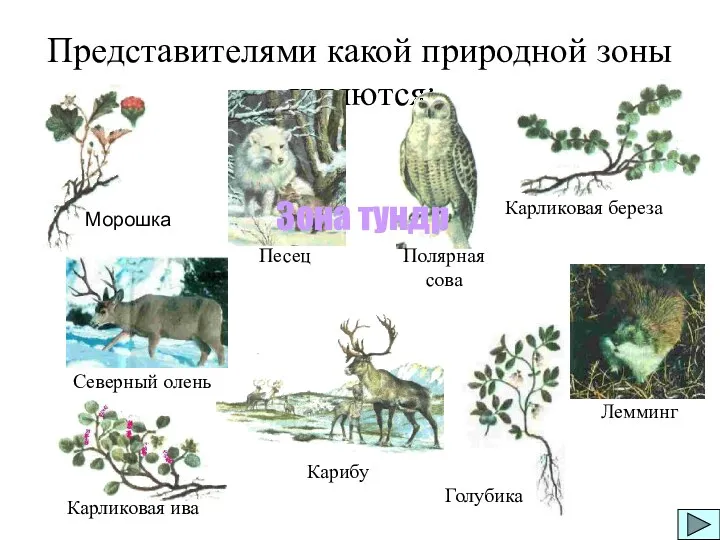 Карликовая береза Карликовая ива Голубика Представителями какой природной зоны являются: