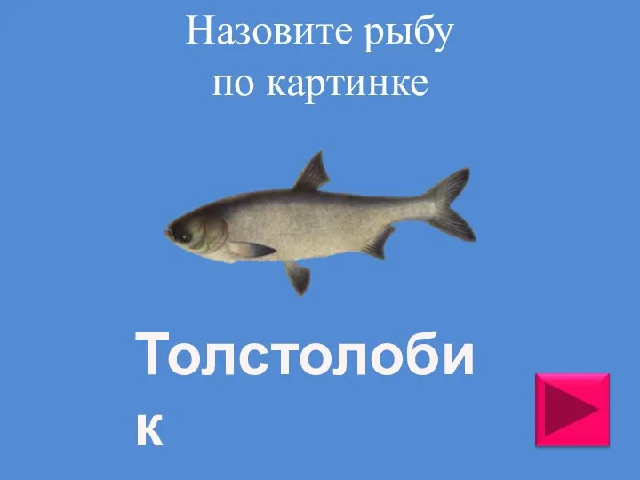 Толстолобик Назовите рыбу по картинке