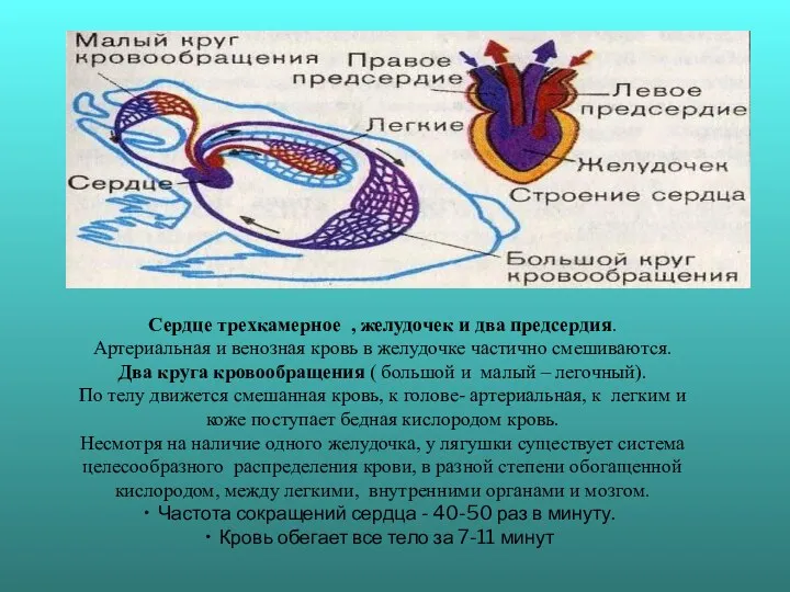 Сердце трехкамерное , желудочек и два предсердия. Артериальная и венозная