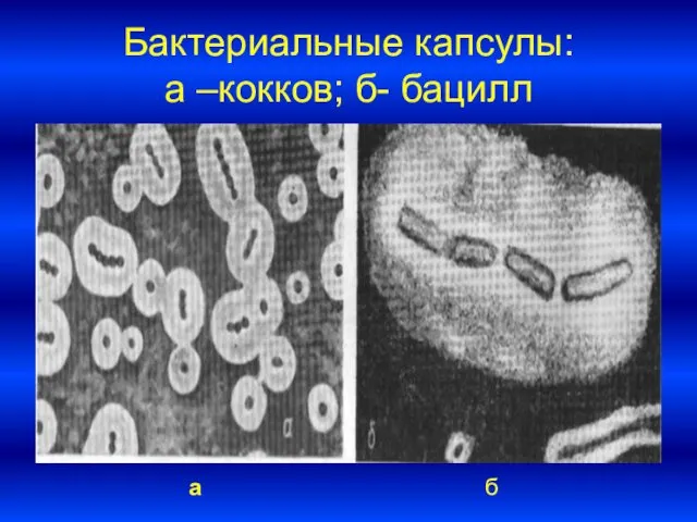 Бактериальные капсулы: а –кокков; б- бацилл а б
