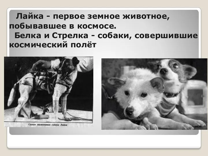 Лайка - первое земное животное, побывавшее в космосе. Белка и Стрелка - собаки, совершившие космический полёт