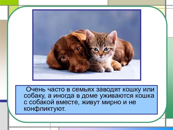 Очень часто в семьях заводят кошку или собаку, а иногда