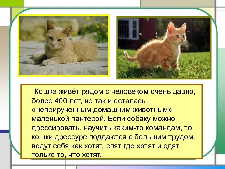 Кошка живёт рядом с человеком очень давно, более 400 лет,