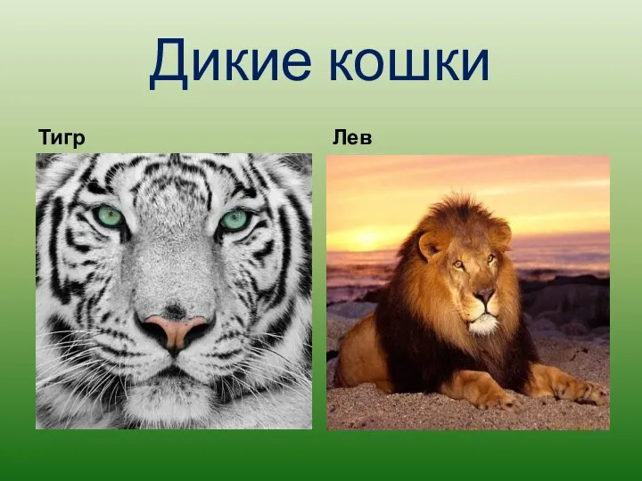 Дикие кошки Тигр Лев