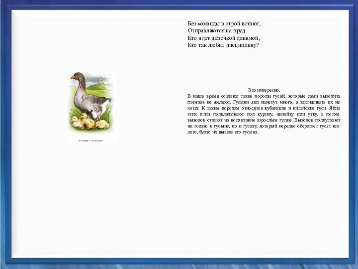 Это интересно. В наше время созданы такие породы гусей, которые