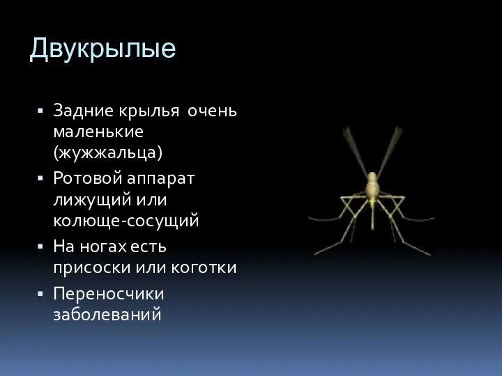 Двукрылые Задние крылья очень маленькие (жужжальца) Ротовой аппарат лижущий или