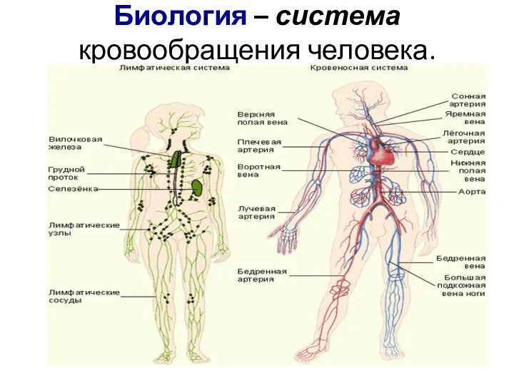 Биология – система кровообращения человека.