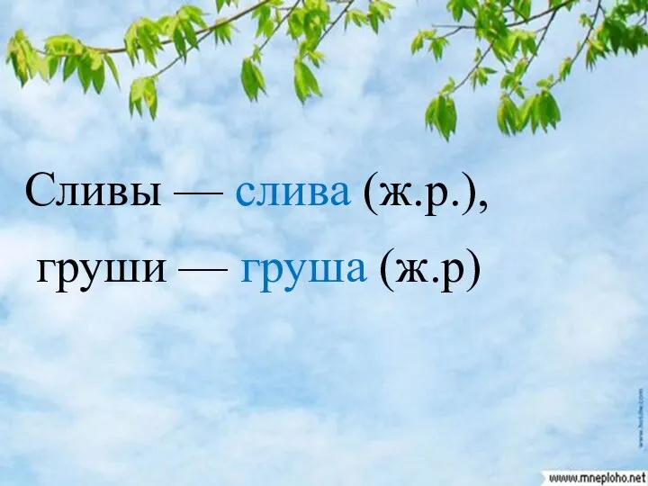 Сливы — слива (ж.р.), груши — груша (ж.р)