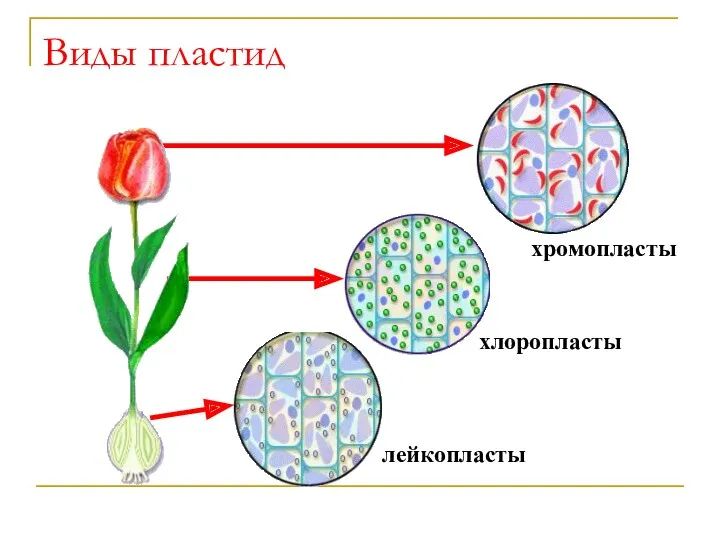 Виды пластид лейкопласты хлоропласты хромопласты