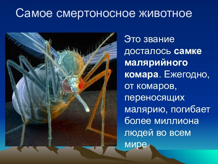 Самое смертоносное животное Это звание досталось самке малярийного комара. Ежегодно, от комаров, переносящих