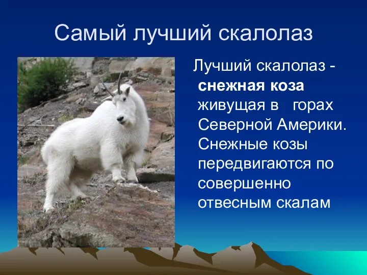 Самый лучший скалолаз Лучший скалолаз - снежная коза живущая в горах Северной Америки.