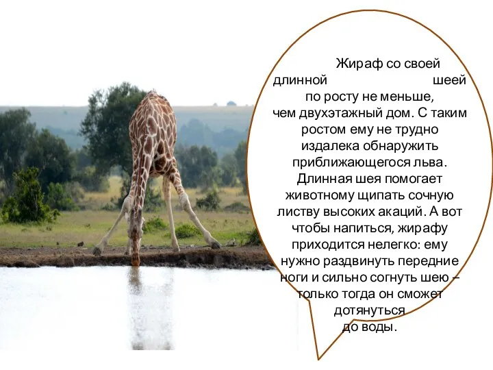 Жираф со своей длинной шеей по росту не меньше, чем