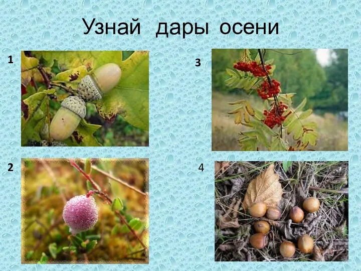 Узнай дары осени 1 2 3 4