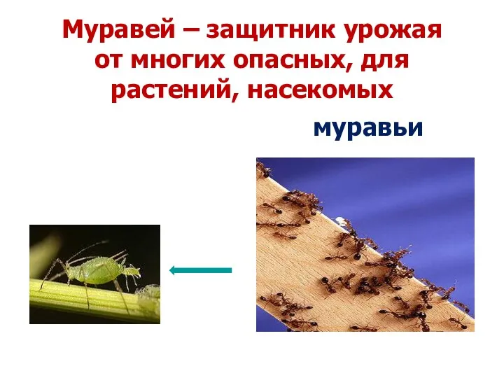 Муравей – защитник урожая от многих опасных, для растений, насекомых муравьи тля