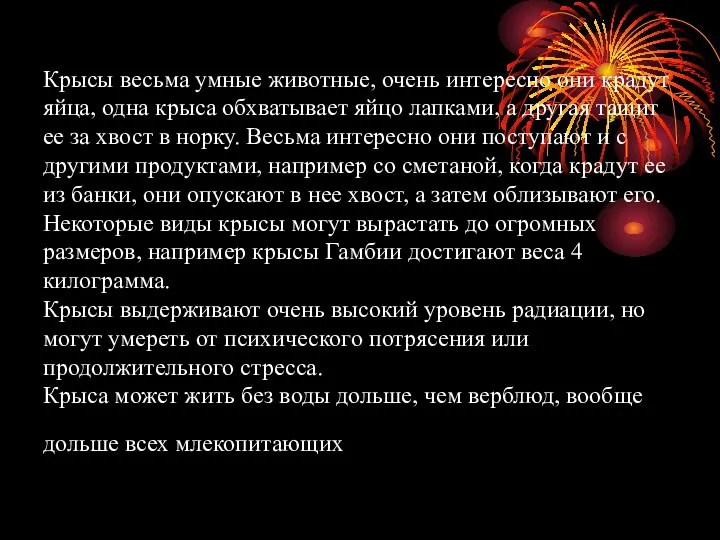 Крысы весьма умные животные, очень интересно они крадут яйца, одна крыса обхватывает яйцо