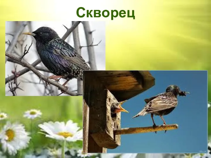 Скворец