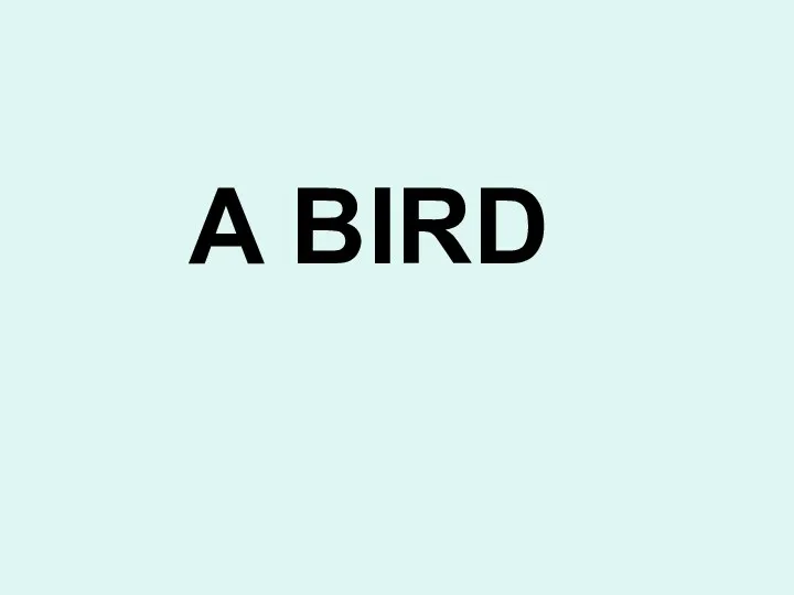 A BIRD