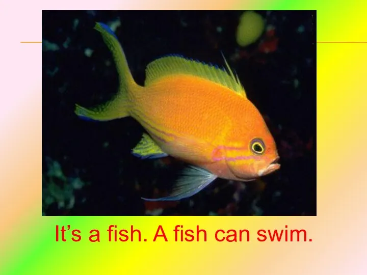 It’s a fish. A fish can swim.