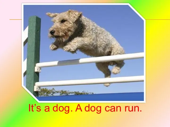 It’s a dog. A dog can run.