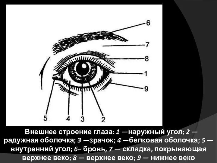 Внешнее строение глаза: 1 —наружный угол; 2 —радужная оболочка; 3