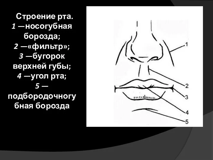 Строение рта. 1 —носогубная борозда; 2 —«фильтр»; 3 —бугорок верхней