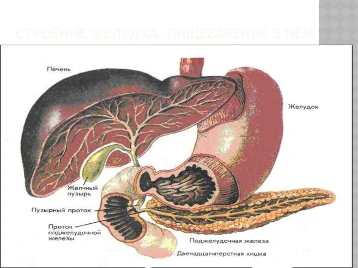 Строение желудка, пищеварение в нём