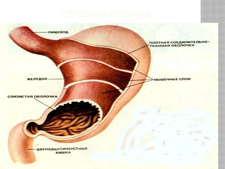 Строение желудка