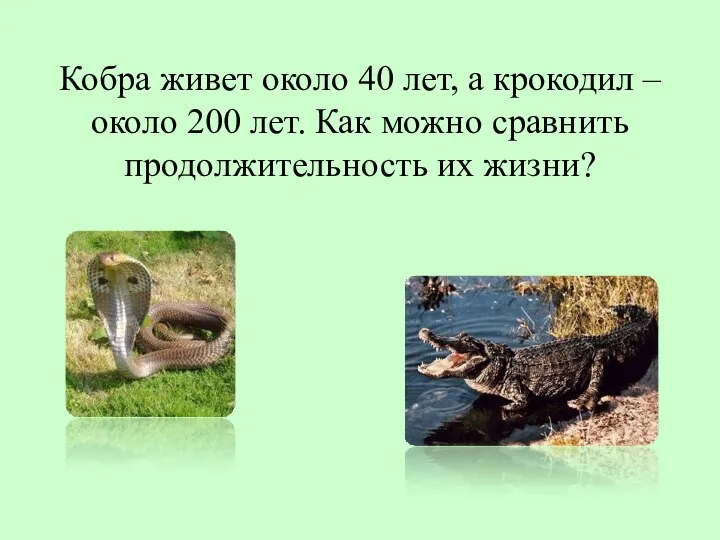 Кобра живет около 40 лет, а крокодил – около 200